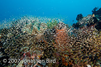 Fish Reef [Parapriacanthus ransonneti]