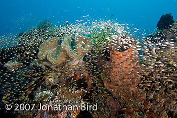 Fish Reef [Parapriacanthus ransonneti]