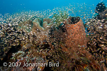 Fish Reef [Parapriacanthus ransonneti]