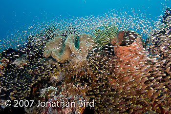 Fish Reef [Parapriacanthus ransonneti]