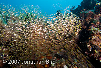 Fish Reef [Parapriacanthus ransonneti]