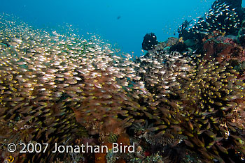 Fish Reef [Parapriacanthus ransonneti]