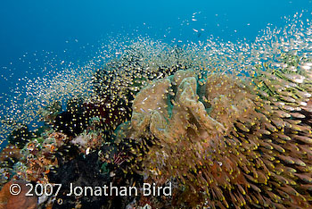 Fish Reef [Parapriacanthus ransonneti]