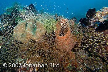 Fish Reef [Parapriacanthus ransonneti]