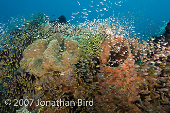 Fish Reef [Parapriacanthus ransonneti]