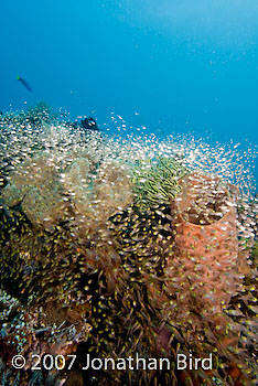 Fish Reef [Parapriacanthus ransonneti]