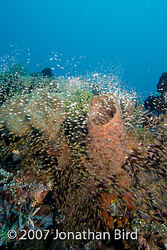 Fish Reef [Parapriacanthus ransonneti]