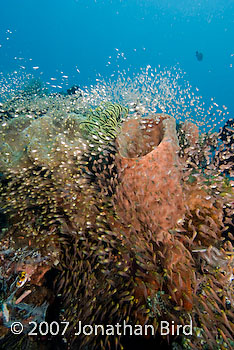 Fish Reef [Parapriacanthus ransonneti]