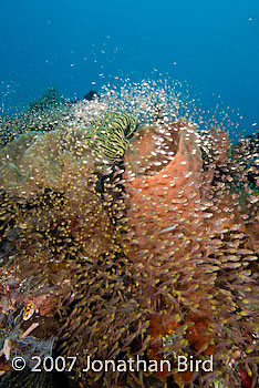 Fish Reef [Parapriacanthus ransonneti]