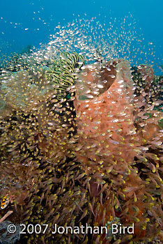 Fish Reef [Parapriacanthus ransonneti]