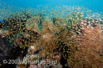 Fish Reef [Parapriacanthus ransonneti]