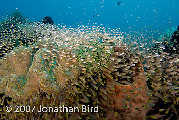 Fish Reef [Parapriacanthus ransonneti]