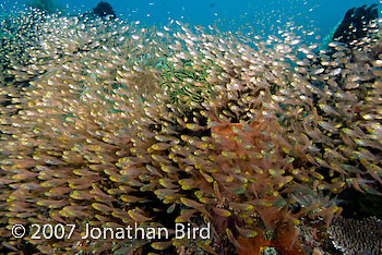 Fish Reef [Parapriacanthus ransonneti]