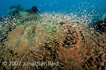 Fish Reef [Parapriacanthus ransonneti]