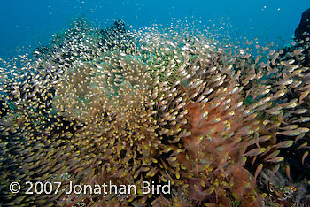 Fish Reef [Parapriacanthus ransonneti]