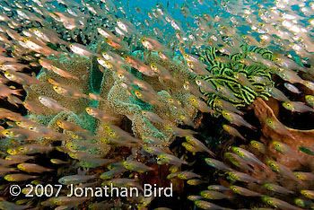 Fish Reef [Parapriacanthus ransonneti]