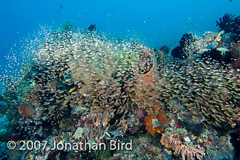 Fish Reef [Parapriacanthus ransonneti]