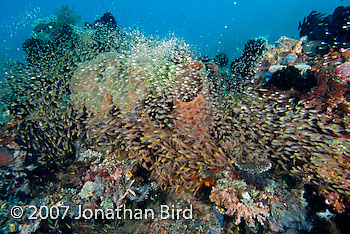 Fish Reef [Parapriacanthus ransonneti]