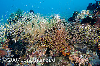 Fish Reef [Parapriacanthus ransonneti]