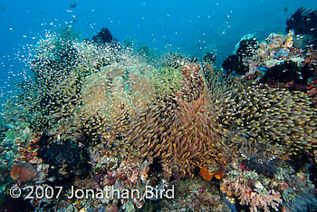 Fish Reef [Parapriacanthus ransonneti]