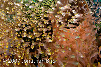 Fish Reef [Parapriacanthus ransonneti]