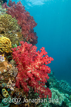 Soft Coral [--]