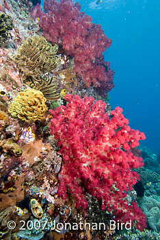 Soft Coral [--]