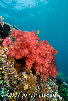 Soft Coral [--]