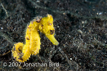 Common Sea horse [Hippocampus taeniopterus]