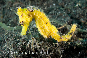 Common Sea horse [Hippocampus taeniopterus]