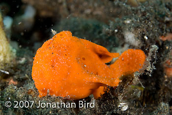 Painted Frogfish [Antennarius pictus]