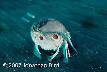 Spotted Box Crab [Calappa  philargius]