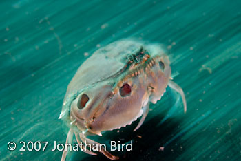 Spotted Box Crab [Calappa  philargius]