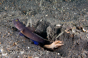 Shrimp Goby [--]