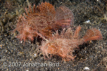 Ambon Scorpionfish [Pteroidichthys amboinensis]