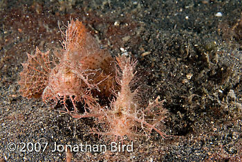 Ambon Scorpionfish [Pteroidichthys amboinensis]