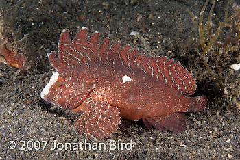 Cockatoo Waspfish [Ablabys taenianotus]