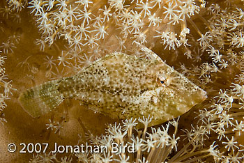 Leafy Filefish [Chaetodermis penicilligera]