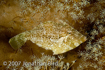 Leafy Filefish [Chaetodermis penicilligera]