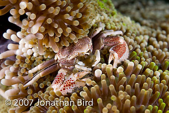 Spotted Porcelain Crab [Neopetrolisthes maculata]