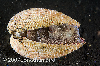 Coconut Octopus [Octopus marginatus]