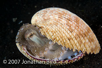 Coconut Octopus [Octopus marginatus]