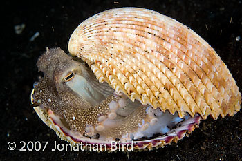 Coconut Octopus [Octopus marginatus]