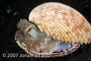 Coconut Octopus [Octopus marginatus]