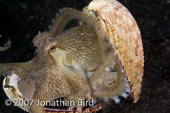 Coconut Octopus [Octopus marginatus]