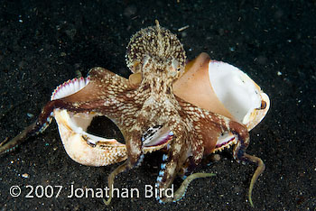 Coconut Octopus [Octopus marginatus]