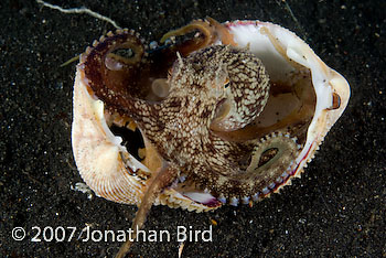 Coconut Octopus [Octopus marginatus]