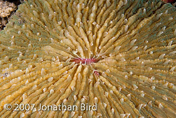 Mushroom Coral [--]