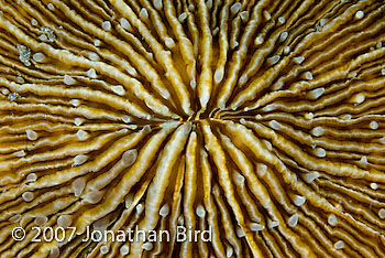 Mushroom Coral [--]