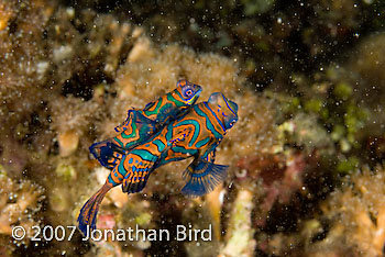 Mandarin Fish [Synchiropus splendidus]